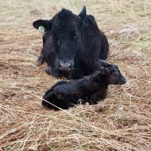 Cow and her newborn calf